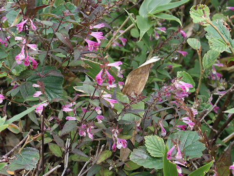 Melampyrum laxum var. nikkoense