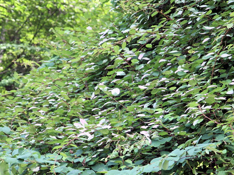 Actinidia kolomikta