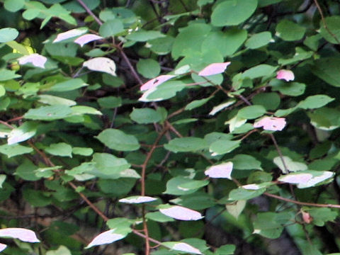 Actinidia kolomikta