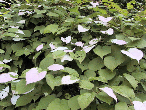 Actinidia kolomikta