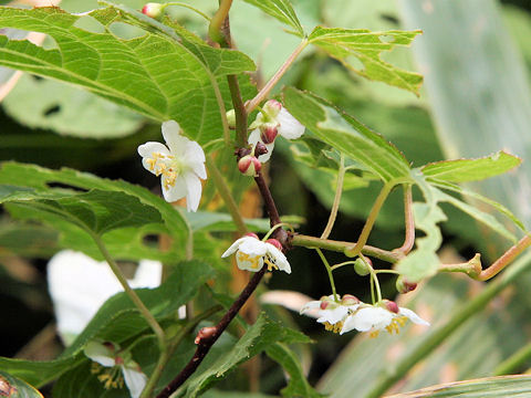 Actinidia kolomikta