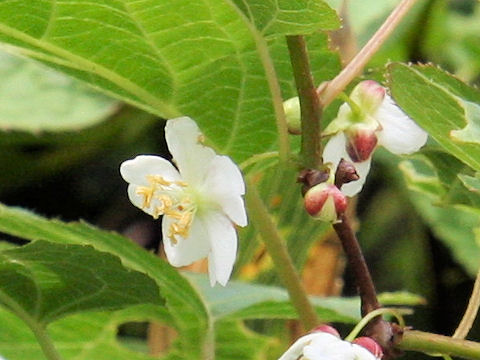 Actinidia kolomikta