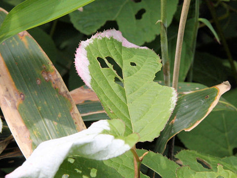 Actinidia kolomikta