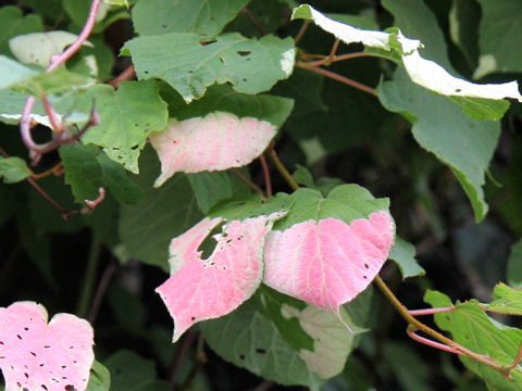 Actinidia kolomikta