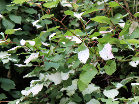 Actinidia kolomikta