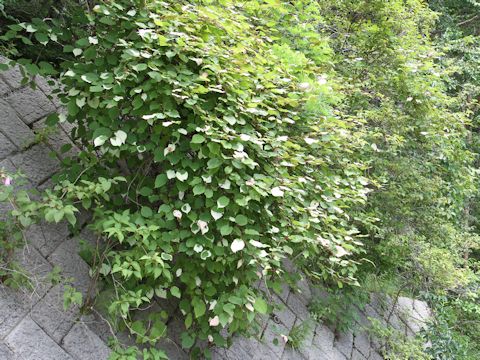 Actinidia kolomikta