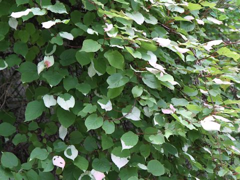 Actinidia kolomikta