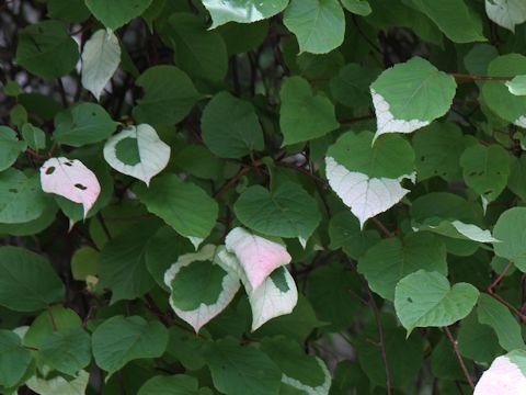 Actinidia kolomikta