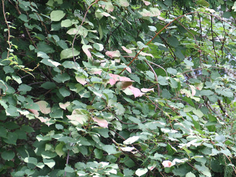 Actinidia kolomikta