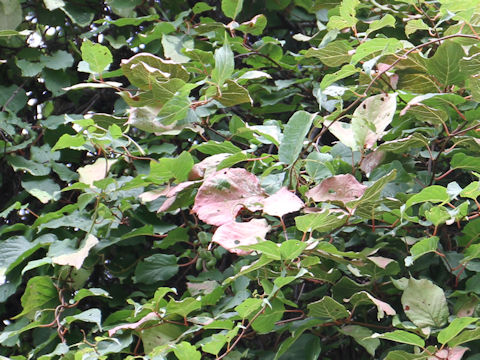 Actinidia kolomikta