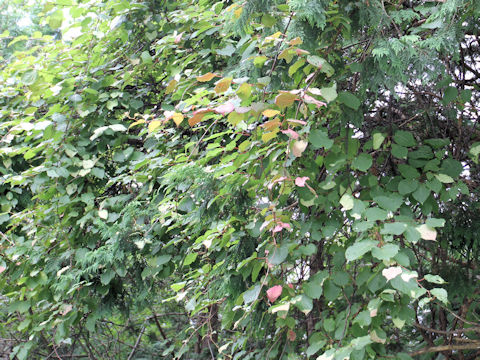 Actinidia kolomikta