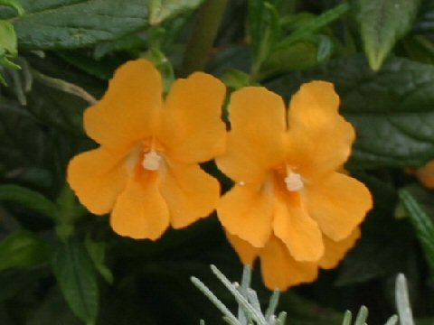 Mimulus aurantiacus