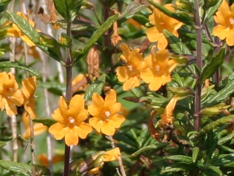 Mimulus aurantiacus