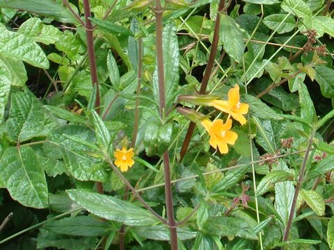 Mimulus aurantiacus