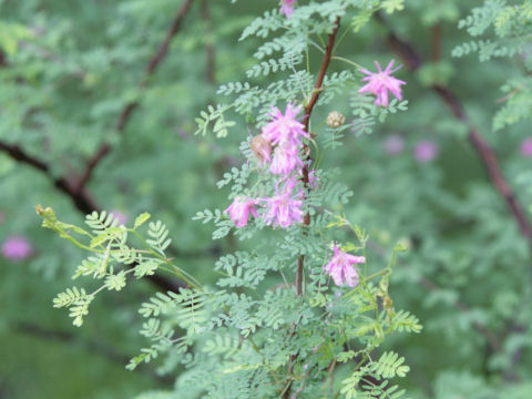 Mimosa borealis