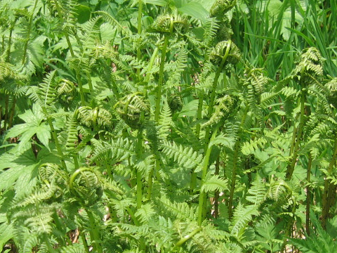 Athyrium melanolepis