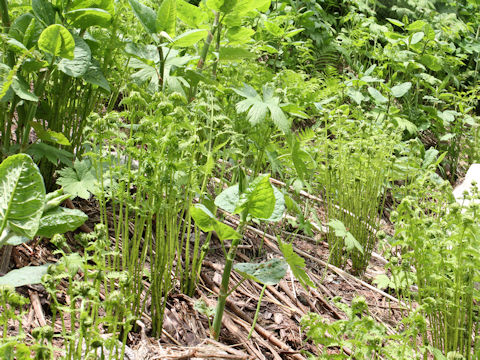 Athyrium melanolepis