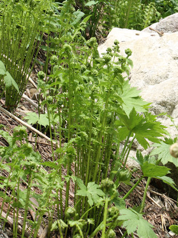 Athyrium melanolepis