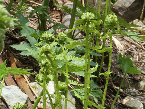 Athyrium melanolepis