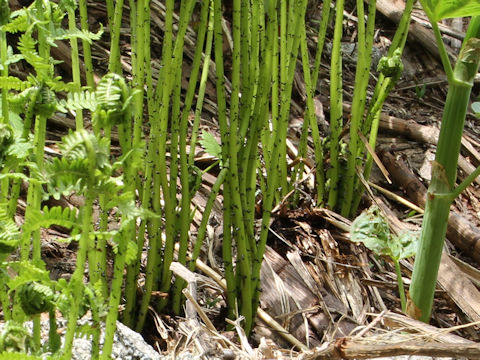 Athyrium melanolepis