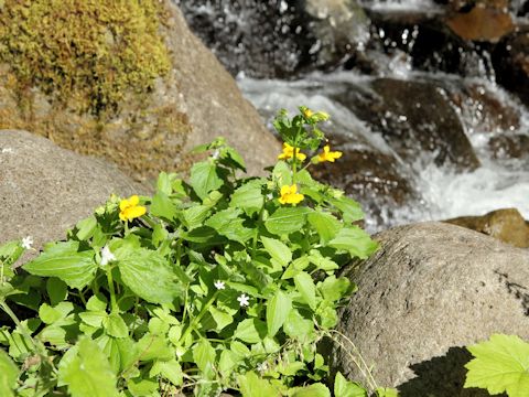 Mimulus guttatus