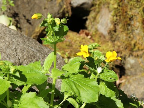 Mimulus guttatus