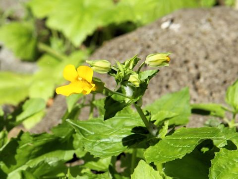 Mimulus guttatus