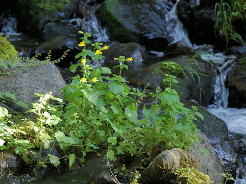 Mimulus guttatus