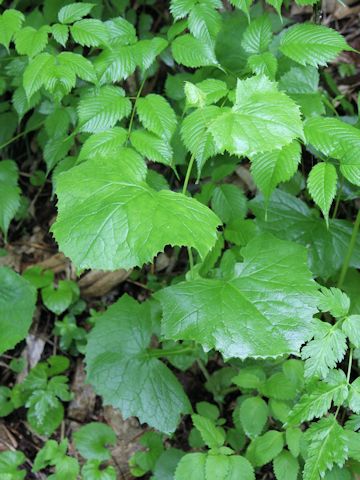 Cacalia auriculata var. kamtschatica