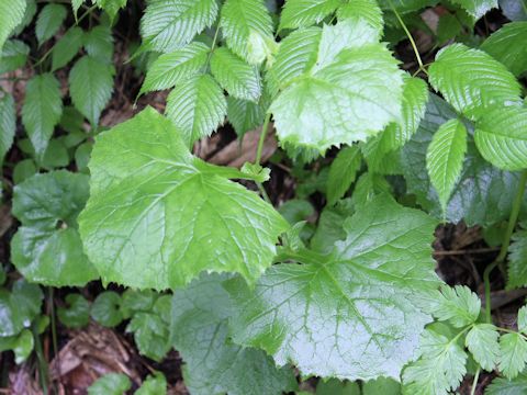 Cacalia auriculata var. kamtschatica