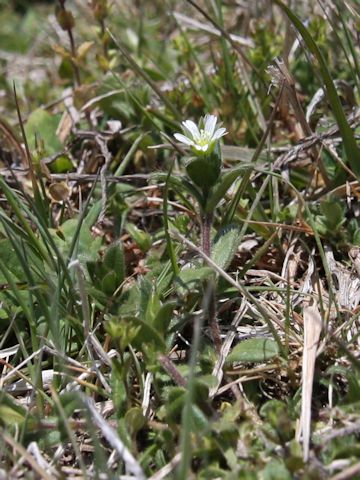 Cerastium holosteides var. hallaisanense