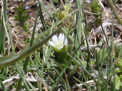 Cerastium holosteides var. hallaisanense