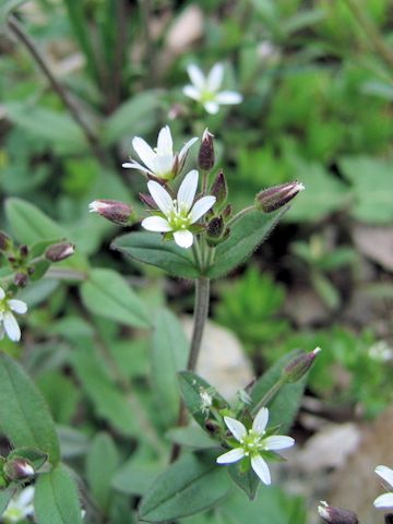 Cerastium holosteides var. hallaisanense