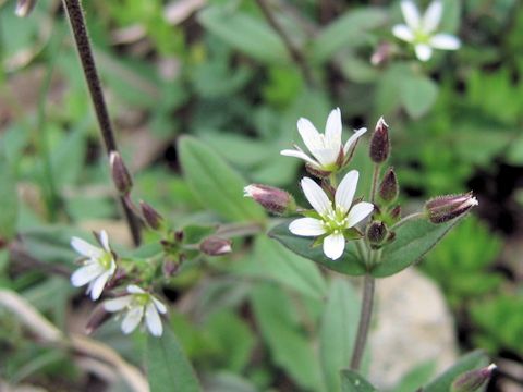 Cerastium holosteides var. hallaisanense