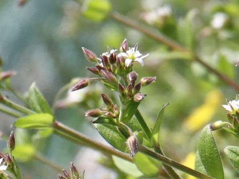 Cerastium holosteides var. hallaisanense