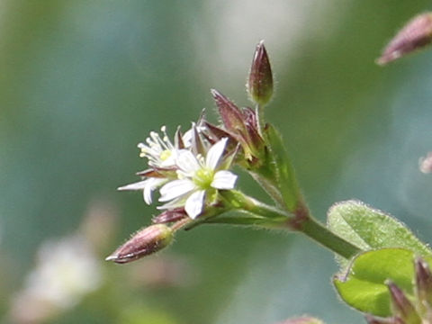 Cerastium holosteides var. hallaisanense