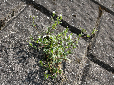 Cerastium holosteides var. hallaisanense