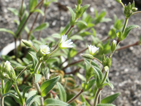 Cerastium holosteides var. hallaisanense