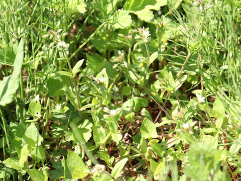 Cerastium holosteides var. hallaisanense