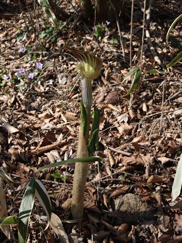 Arisaema undulatifolium var. ionostemma