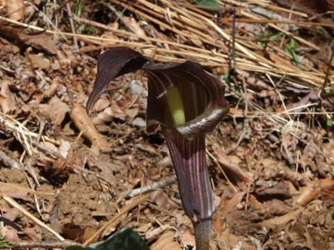 Arisaema undulatifolium var. ionostemma