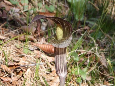 Arisaema undulatifolium var. ionostemma