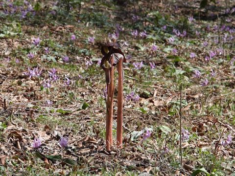 Arisaema undulatifolium var. ionostemma