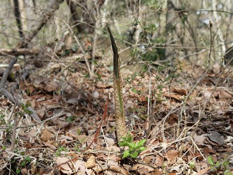 Arisaema undulatifolium var. ionostemma