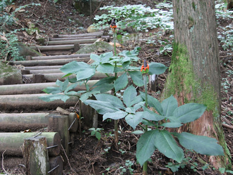 Arisaema undulatifolium var. ionostemma