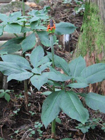 Arisaema undulatifolium var. ionostemma