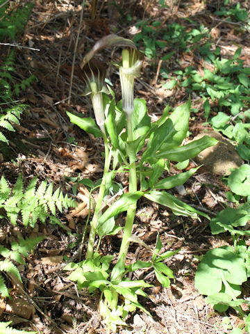 Arisaema undulatifolium var. ionostemma