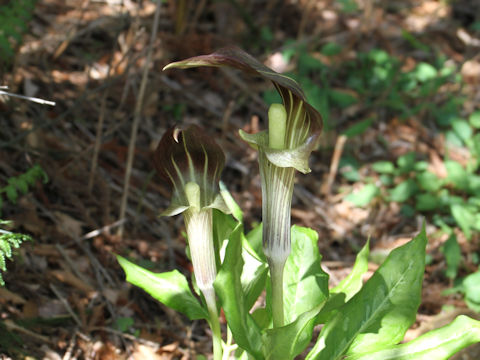 Arisaema undulatifolium var. ionostemma