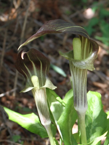 Arisaema undulatifolium var. ionostemma