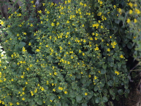 Mimulus moschatus